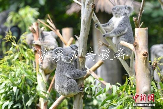 資料圖：考拉。<a target='_blank' href=''>中新社</a>記者 陳驥旻 攝